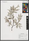 Foto von Salix lapponum L.